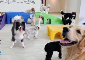 تبریز را به جایگاه خود برگردانیم/ تبریز جایی برای افراط و سوسولبازی مهدسگ ها نیست