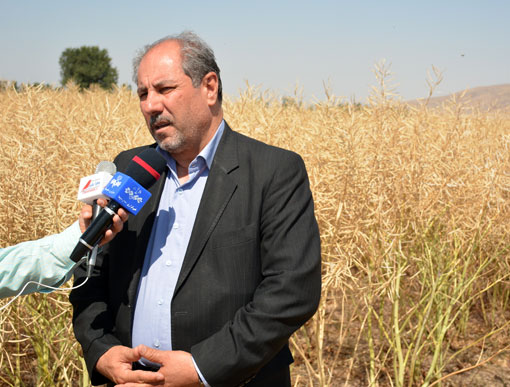 جشن برداشت لاین مادری کلزای هیبرید در روستای دولت آباد شهرستان مرند برگزار شد