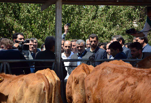 بازدید وزیر جهاد کشاورزی از مرکز پشتیبانی و مطالعات گاو بومی سراب