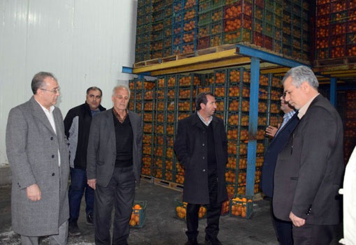 توزیع  ۲۶۵۰تن سیب و پرتقال به منظور تنظیم بازار میوه شب عید در سطح آذربایجان شرقی