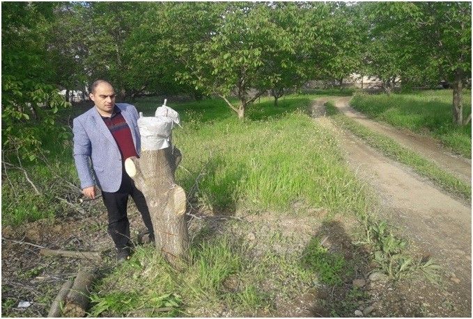 اجرای عملیات تعویض تاج باغات گردو و احداث باغ یکدست گردوی پیوندی در باغات شهرستان خداآفرین