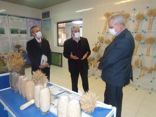 معرفی ۱۲ رقم جدید برای مناطق مختلف دیم خیز کشور تا پایان سالجاری درموسسه تحقیقات دیم مراغه