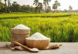 تولید بیش از ۳۲ هزار تن برنج سفید در آذربایجان شرقی