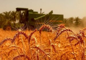 طرح جهش تولید در ۳۵ هزار هکتار از دیمزار‌های مراغه