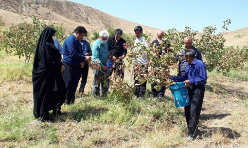 برداشت پسته از باغ الگویی شهرستان هوراند