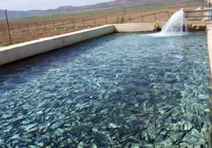 آذربایجان شرقی با ۲۰۰ استخر ذخیره فعال درآبزی پروری جزو استانهای پیشرو غیرساحلی در مدیریت منابع آبی