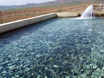 آذربایجان شرقی با ۲۰۰ استخر ذخیره فعال درآبزی پروری جزو استانهای پیشرو غیرساحلی در مدیریت منابع آبی
