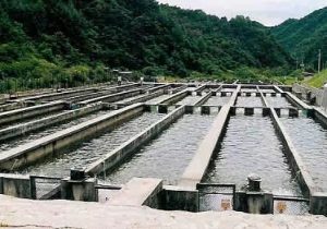 برگزاری دوره های آموزشی کنترل بهداشتی مزارع پرورش ماهیان سردآبی برای کارشناسان آبزی پروری آذربایجان شرقی