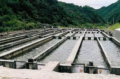 برگزاری دوره های آموزشی کنترل بهداشتی مزارع پرورش ماهیان سردآبی برای کارشناسان آبزی پروری آذربایجان شرقی