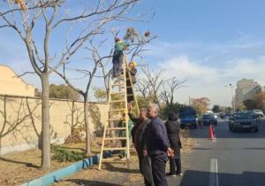 آغاز طرح هرس جوان‌سازی و فرم‌دهی درختان جنوب غرب تبریز