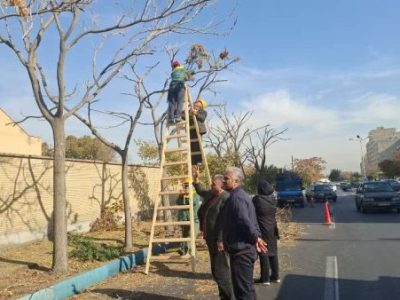 آغاز طرح هرس جوانسازی و فرمدهی درختان جنوب غرب تبریز