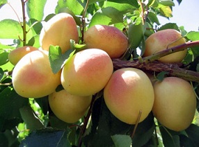 به منظور دستیابی به ارقام جدید، برنامه اصلاحی در سال ۱۳۷۵ در ایستگاه تحقیقات باغیانی سهند شروع شد