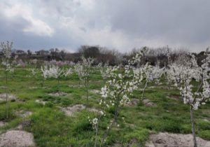 در چهار سال اخیر صورت گرفت: اجرای ۳۷ پارک و باغ میوه در تبریز