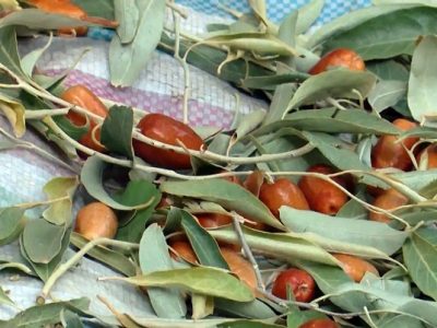 افزایش ۱۶ برابری صادرات محصول سنجد از استان آذربایجان شرقی