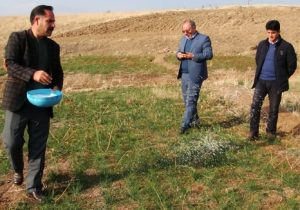 کسب رتبه سوم استانی اهر در تولید زعفران