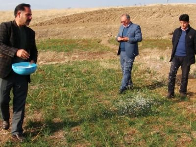 کسب رتبه سوم استانی اهر در تولید زعفران