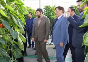 تولید بیش از ۲۴هزار تن انواع صیفی جات به روش هیدروپونیک در مجتمع گلخانهای ارس تارلا امیر