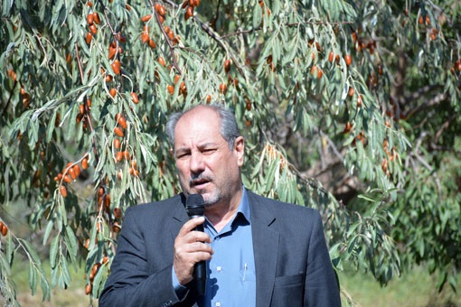 درخت سنجد گزینه مناسبی برای جایگزینی باغات در حوضه دریاچه ارومیه