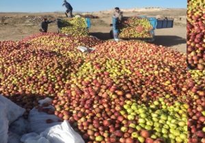 تراژدی سیب در اهر؛ وقتی دسترنج باغدار به هدر می‌رود