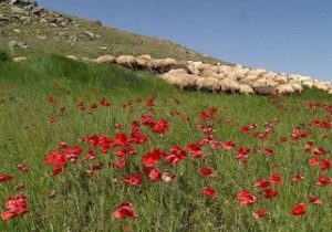 آغاز کوچ عشایر سه استان شمالغرب به مراتع آذربایجان شرقی