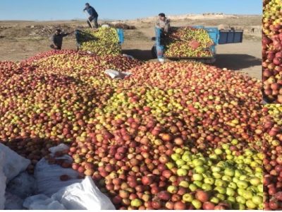 تراژدی سیب در اهر؛ وقتی دسترنج باغدار به هدر می‌رود