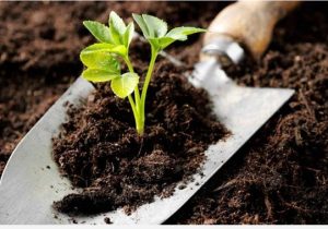 آنچه که درتقویت ماده آلی خاک ضروری است