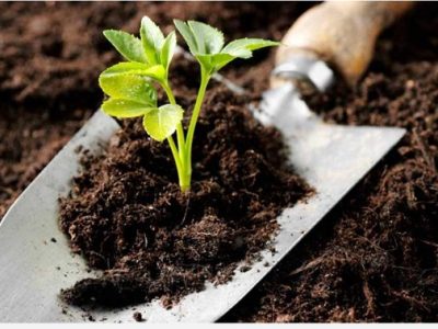 آنچه که درتقویت ماده آلی خاک ضروری است