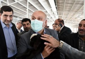 بازدید معاون امور تولیدات دامی وزیر جهاد کشاورزی از یک واحد پرورش گوسفند داشتی در شبستر