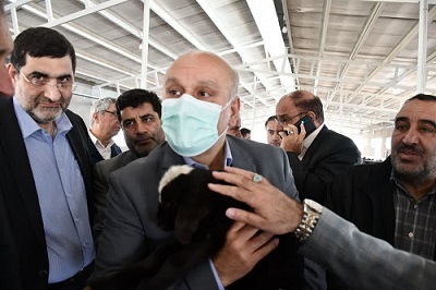 بازدید معاون امور تولیدات دامی وزیر جهاد کشاورزی از یک واحد پرورش گوسفند داشتی در شبستر