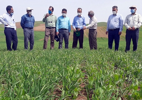 بازدید سرپرست موسسه تحقیقات کشاورزی دیم کشور از مزارع پروژه جهش تولید دیمزارها در شمال آذربایجان شرقی