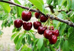 افزایش ۴۶ درصدی تولید گیلاس در آذربایجان شرقی