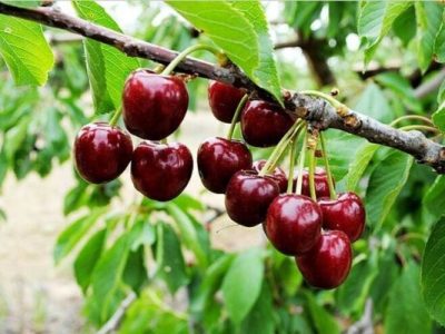 افزایش ۴۶ درصدی تولید گیلاس در آذربایجان شرقی