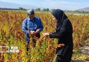 کشت گیاهان شورپسند در هفت شهرستان آذربایجان‌شرقی