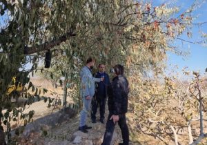 آذربایجان شرقی، قطب تولید سنجد ایران؛ محصولی مقاوم با کاربردهای متنوع