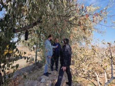 آذربایجان شرقی، قطب تولید سنجد ایران؛ محصولی مقاوم با کاربردهای متنوع