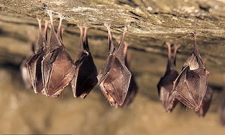 رفتار جالب حیوانات هنگام بیماری/ از رعایت فاصله اجتماعی تا قرنطینه خود