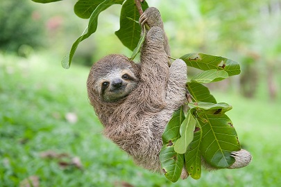 روز جهانی تنبل‌ها و حقایقی جالب درباره این حیوان دوست داشتنی