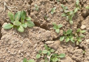 مسیر جدید خودکفایی در تولید روغن با گیاه کاملینا