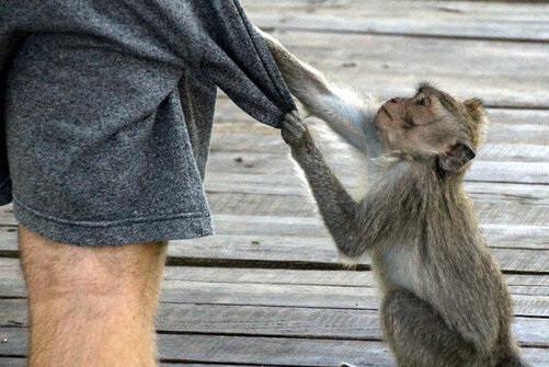 میمون‌ها متوجه ارزش اشیاء می‌شوند!