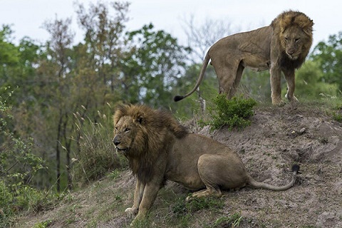 شیرهای آفریقایی راهنمای تور گردشگری را خوردند