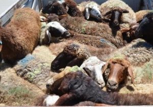 کشف ۹۲راس گوسفند قاچاق در عجب شیر