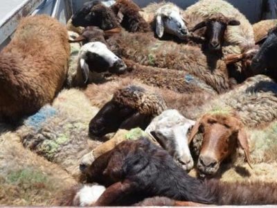 کشف ۹۲راس گوسفند قاچاق در عجب شیر