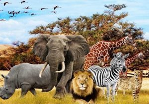 رازها و دانستنی های شگفت انگیز در مورد حیوانات