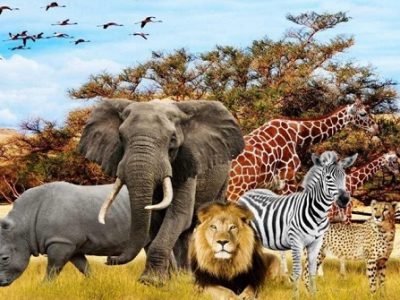 رازها و دانستنی های شگفت انگیز در مورد حیوانات