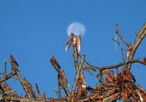 ملخ به فهرست غذاهای تأیید شده اتحادیه اروپا اضافه شد