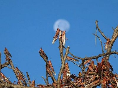 ملخ به فهرست غذاهای تأیید شده اتحادیه اروپا اضافه شد