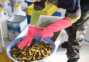 تولید پنیر و شوریجات به روش تخمیری در شبستر