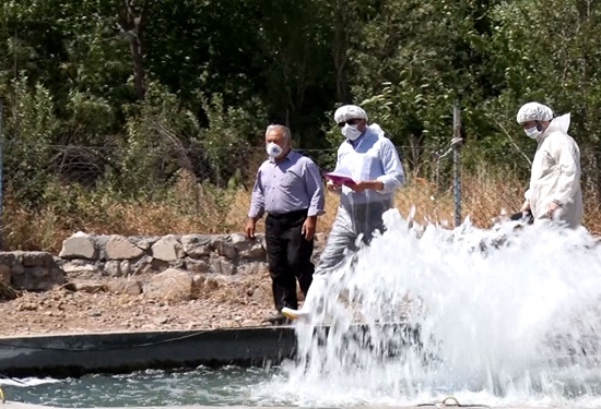 کاهش ۸۰ درصدی بروز بیماری IHN در ماهیان قزل آلای استان آذربایجان شرقی