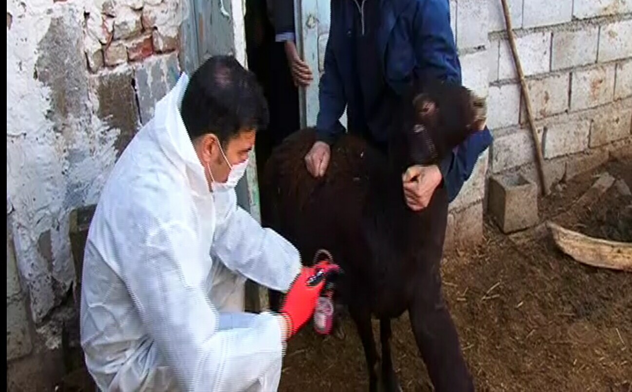 واکسیناسیون دامی علیه بیماری طاعون درآذربایجان شرقی