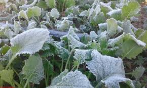 تدابیر صندوق بیمه کشاورزی جهت ثبت خسارت بدون انجام تردد و مراجعات حضوری مردم